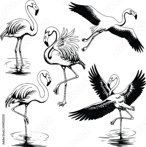 Bold black and white hand-drawn illustrations of 4 elegant flamingos doodling standing on one leg, wading in water, preening feathers, and flying over lakes, isolated on white.