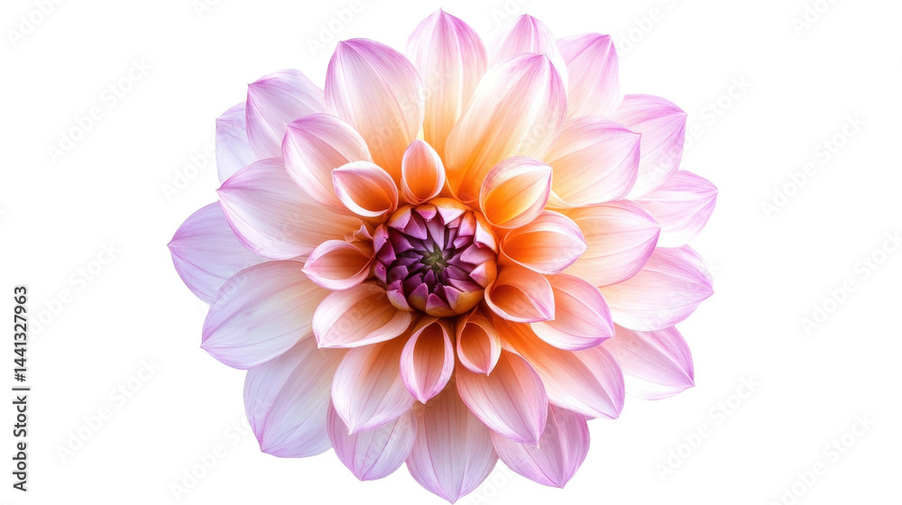 This image presents a stunning close-up of a multi-layered flower with intricate petal arrangement, and beautiful gradient color.