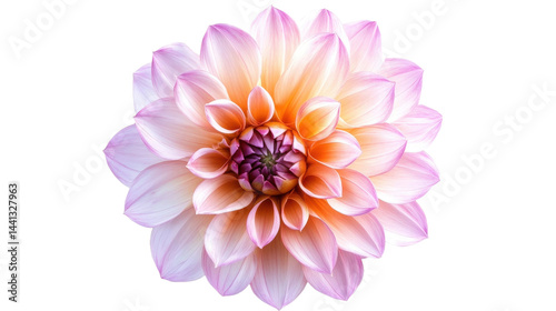 This image presents a stunning close-up of a multi-layered flower with intricate petal arrangement, and beautiful gradient color.