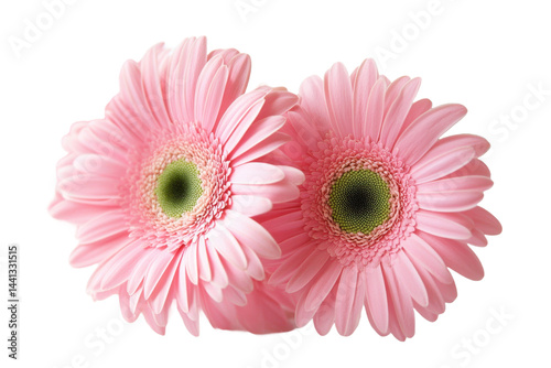This image showcases a beautiful close-up view of two pink daisy flowers against a white background.
