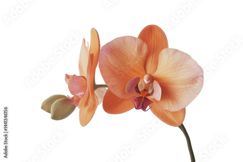 The image showcases the delicate beauty of an elegant peach orchid with multiple open blossoms and fresh buds.