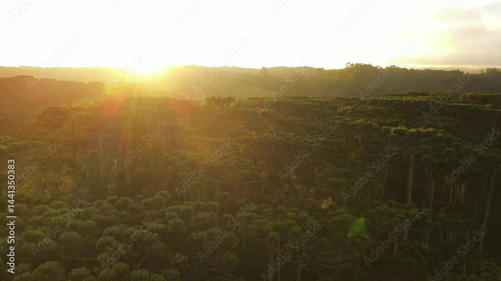 Voo sobre floresta de pinheiros araucária angustifolia no por do sol em campina grande do sul 