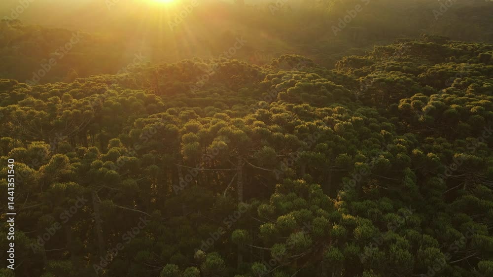 Voo sobre floresta de pinheiros araucária angustifolia no por do sol em campina grande do sul 