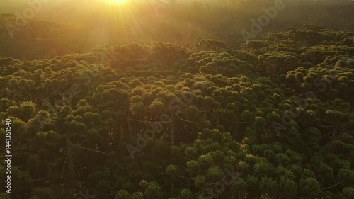Voo sobre floresta de pinheiros araucária angustifolia no por do sol em campina grande do sul 