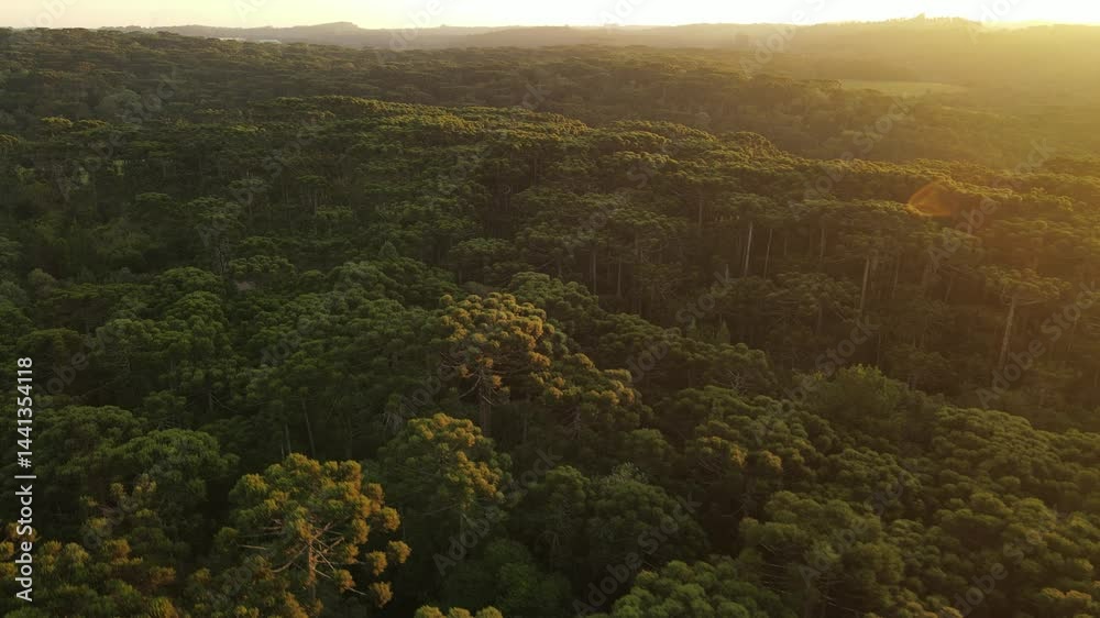 Voo sobre floresta de pinheiros araucária angustifolia no por do sol em campina grande do sul 