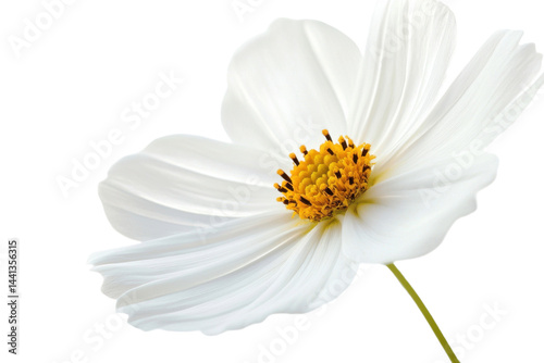 This image shows a beautiful white flower with a yellow center and delicate petals.
