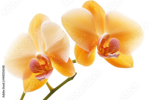The image is a beautiful close-up of two orchids with vibrant petals of pink and yellow.