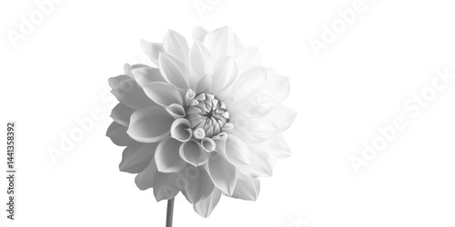 The image displays a close-up of a monochrome white flower that is in full bloom against a neutral background.