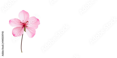 The image captures a delicate pink flower showcasing its beauty and intricate petal details against a clean background.