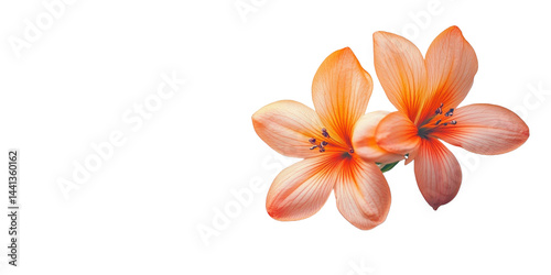 The image showcases a pair of vibrant orange flowers, showcasing intricate details against a contrasting background.
