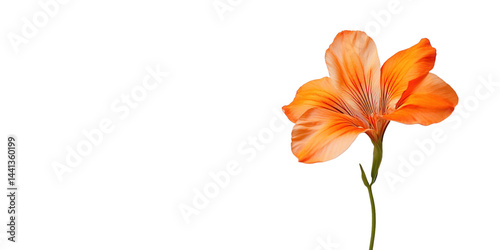 A single orange flower is displayed with its stem against a completely black background.