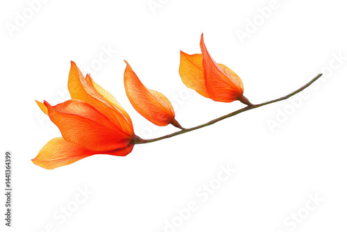 The image presents three vibrant orange blossoms on a stem against a plain black background with light textures.