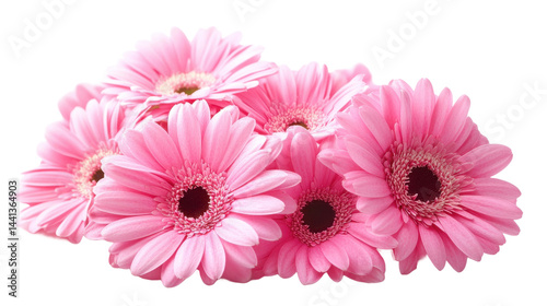 The image shows a cluster of beautiful pink gerbera daisies, captured in a bright and cheerful way.