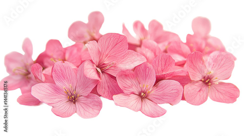 The image shows a close-up of delicate pink flowers, displaying a natural floral arrangement and texture.