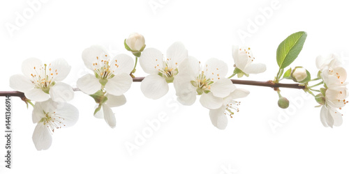 The image showcases a detailed view of beautiful white cherry blossom flowers in full bloom.