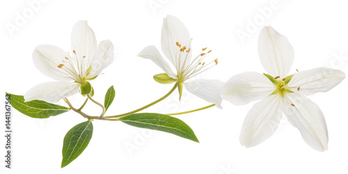 The image displays delicate white flowers with green leaves and stems against a neutral backdrop.