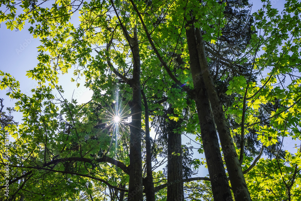 Obraz premium Sunlight beaming through the tree tops in an outdoor park in Seattle.