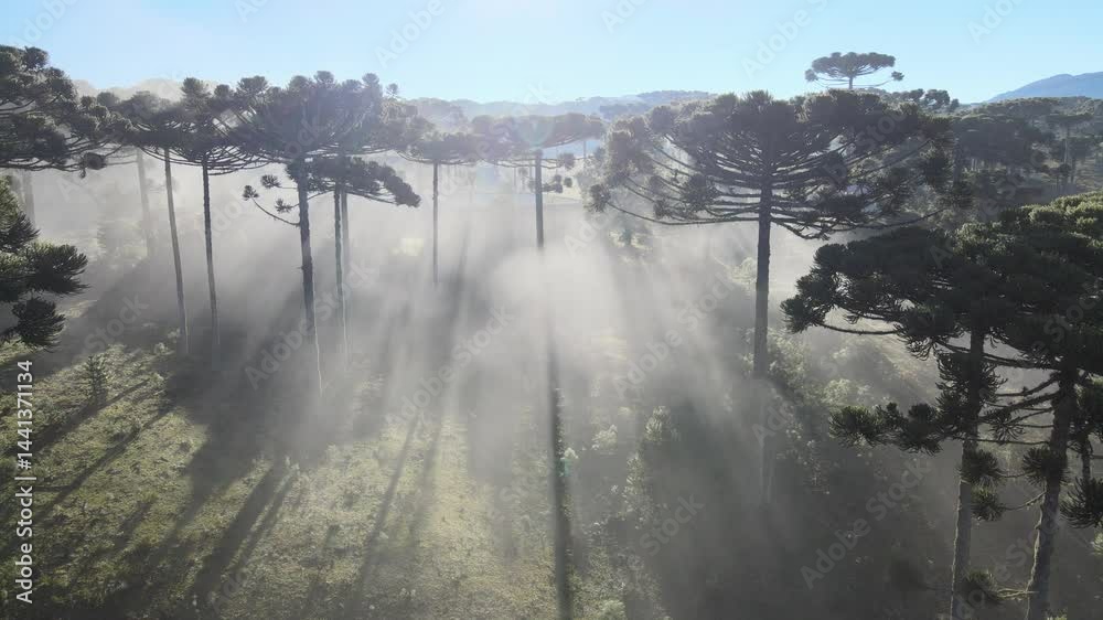 Voo sobre Floresta de pinheiros araucárias em piraquara no paraná ao amanhecer com neblina