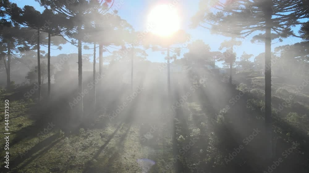 Voo sobre Floresta de pinheiros araucárias em piraquara no paraná ao amanhecer com neblina