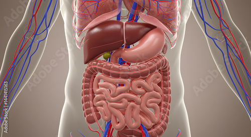 Human Anatomy Digestive System: Detailed 3D Model of Internal Organs, Vessels, and Network