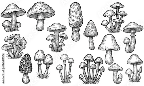 Hand Drawn Mushroom Illustration Set