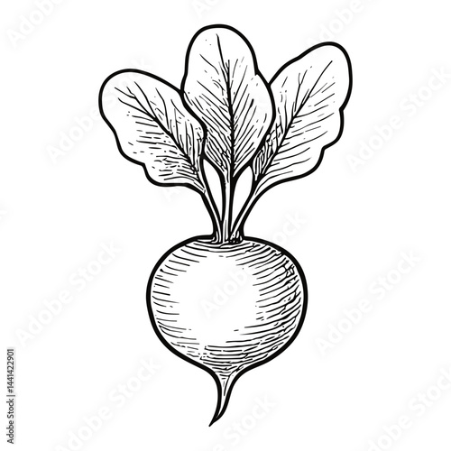 radish 2