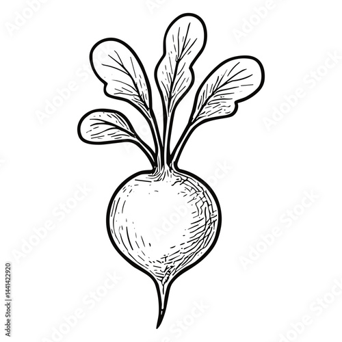 radish 7