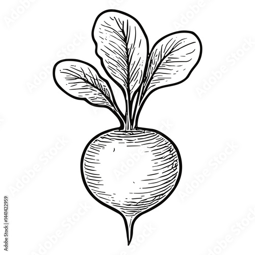 radish 12