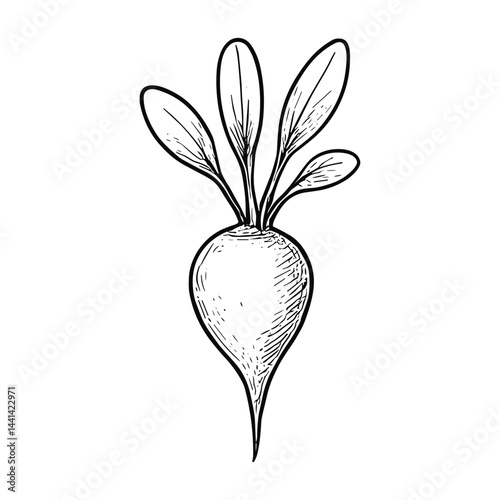 radish 14
