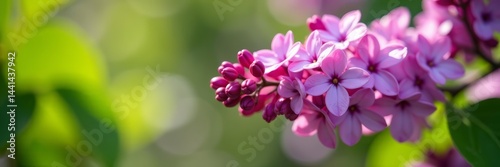 Close-up of lilac flowers blooming in garden on sunny day, beautiful, floral, blossom