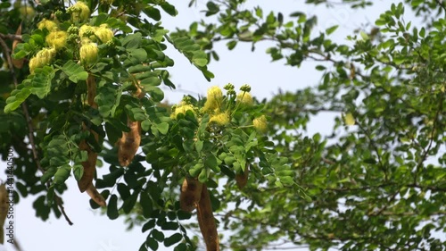 Flowering Siris tree, Albizia lebbeck, displays a lush canopy with fluffy yellowish-green flower clusters, showcasing natural beauty, botanical diversity, and tropical greenery.