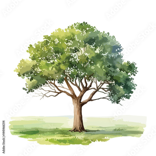 single tree standing tall in the middle  cute watercolors illustration on white background