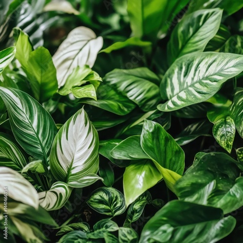 Lush foliage of tropical plants featuring vibrant green hues and intricate leaf patterns creating a natural serene botanical scene perfect for background