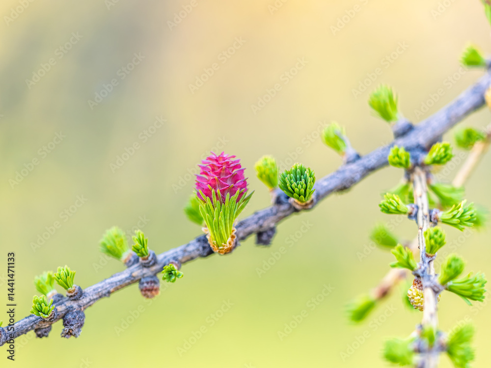 Larch tree fresh pink cones blossom at spring on nature background