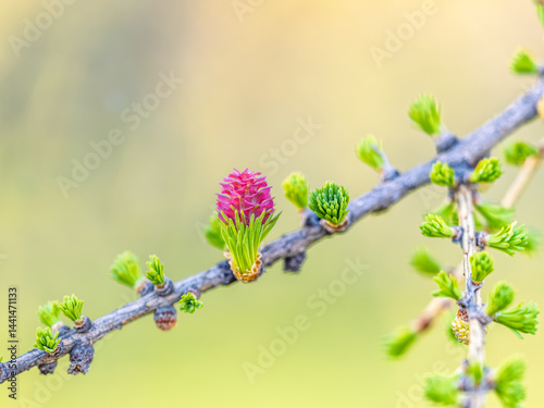 Obraz na płótnie Larch tree fresh pink cones blossom at spring on nature background w salonie