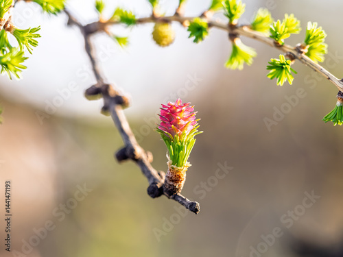 Obraz na płótnie Larch tree fresh pink cones blossom at spring on nature background w salonie