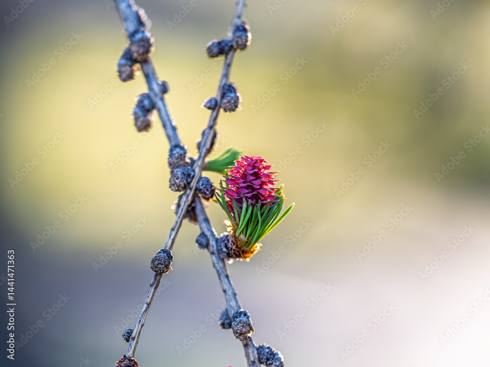Larch tree fresh pink cones blossom at spring on nature background