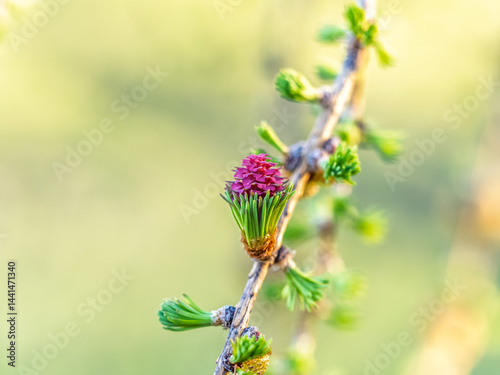 Obraz na płótnie Larch tree fresh pink cones blossom at spring on nature background w salonie
