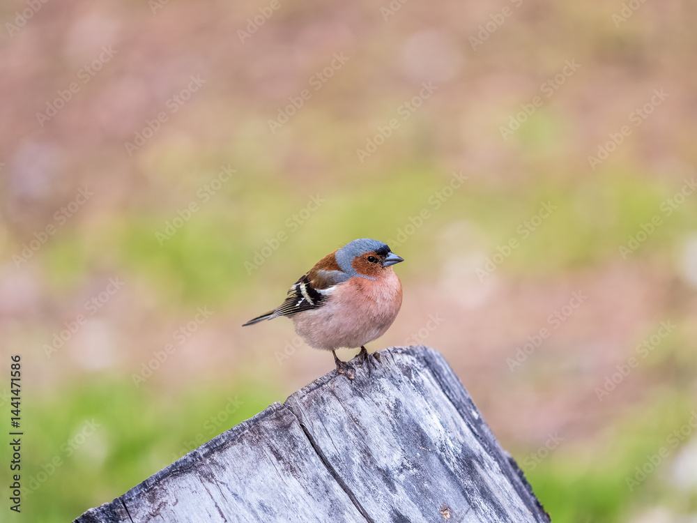 Obraz premium Common chaffinch, Fringilla coelebs, sits on a tree. Common chaffinch in wildlife.