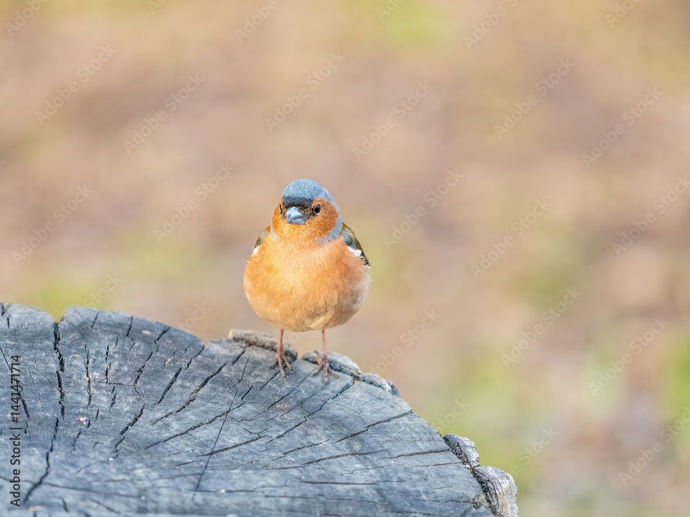 Common chaffinch, Fringilla coelebs, sits on a tree. Common chaffinch in wildlife.
