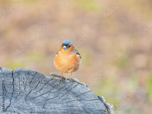Obraz na płótnie Common chaffinch, Fringilla coelebs, sits on a tree. Common chaffinch in wildlife. w salonie