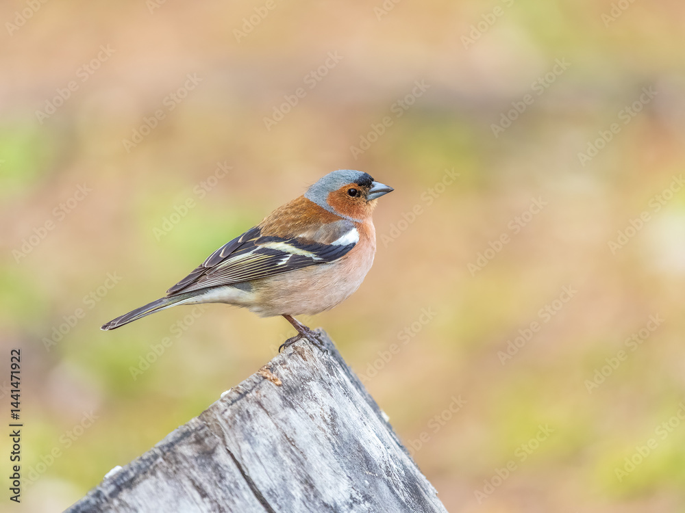 Common chaffinch, Fringilla coelebs, sits on a tree. Common chaffinch in wildlife.