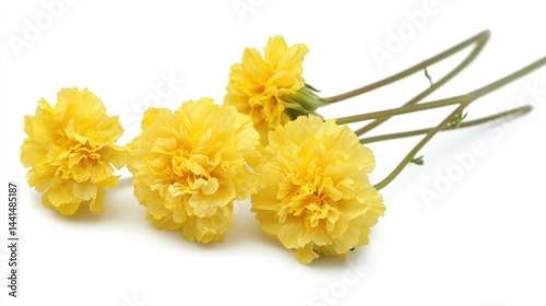 Radiant yellow portulaca flowers on a clean white backdrop showcasing delicate petals and vibrant color adding a touch of summer joy and natural beauty in a minimalist style