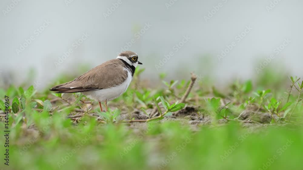 Little ringed plover (Charadrius dubius) Preening on a Lush Wetland. Little ringed plover (Charadrius dubius) Preening on a Lush Wetland.