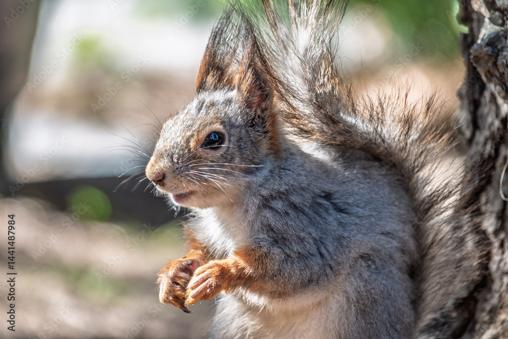 Squirrel in autumn or spring with nut on the green grass with fallen yellow leaves