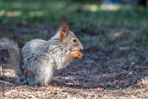 Obraz na płótnie Squirrel in autumn or spring with nut on the green grass with fallen yellow leaves w salonie