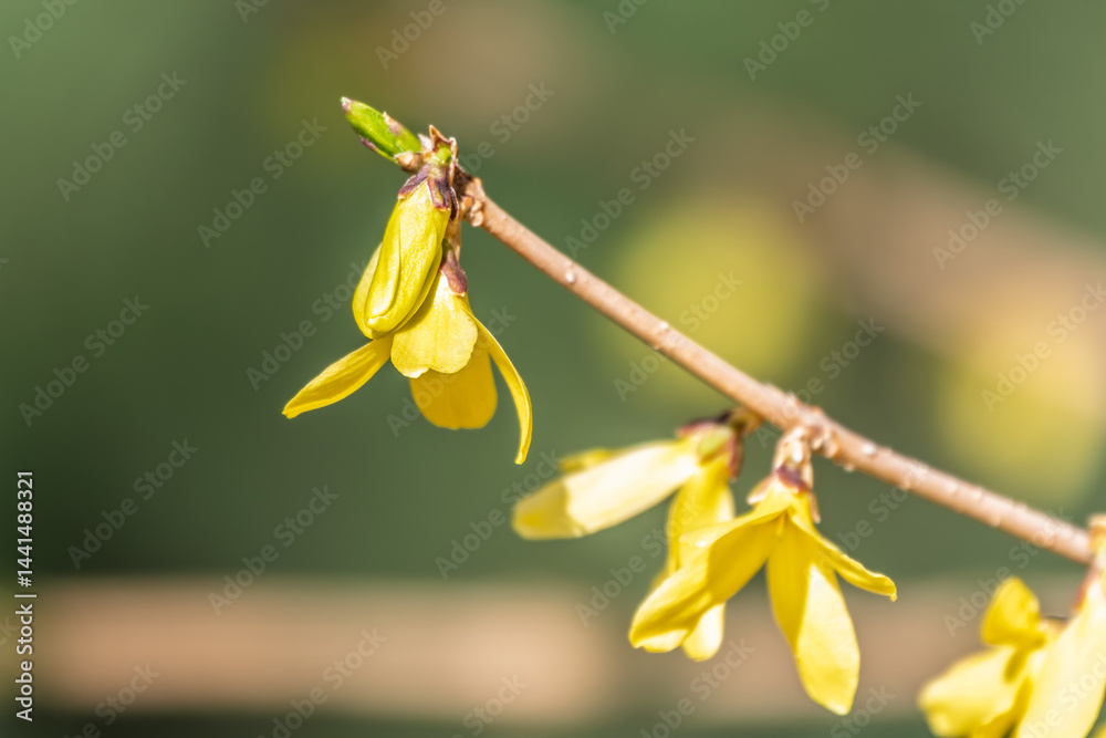 Forsythia. Blooming forsythia bush. Yellow flower on a branch of forsythia.