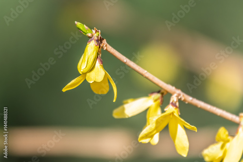 Obraz na płótnie Forsythia. Blooming forsythia bush. Yellow flower on a branch of forsythia. w salonie