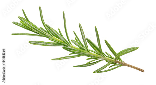 Fototapeta Naklejka Na Ścianę i Meble -  Close-Up of Fresh Rosemary Herb Branch with Needle-Like Leaves on  Transparent Background