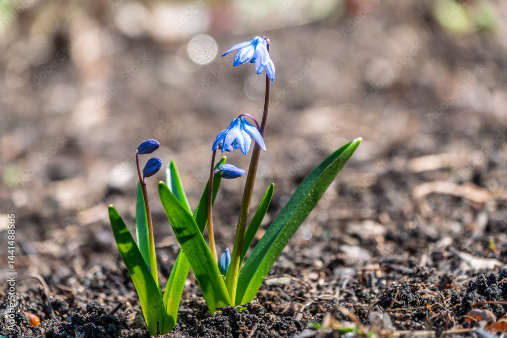 Siberian squill, wood squill, Scilla siberica meadow plant with blue blossom in grass. Spring flower background